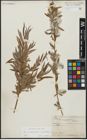 Foto von Salix acmophylloides Hausskn. & Bornm.